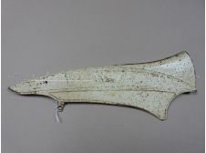 Early Genuine Mobylette Motobecane AV48 Left Hand Chain Guard Cover Panel in Cream (Part 17699)